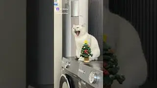 Как зевают котики?
