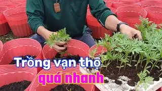 Trồng vạn thọ quá nhanh(Phước Thêm)