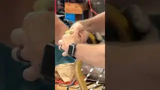 when you learn how to catch a snake on youtube! 