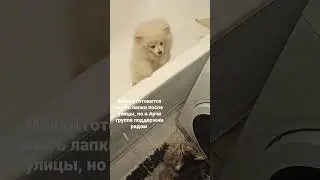 wash my paws after the street 