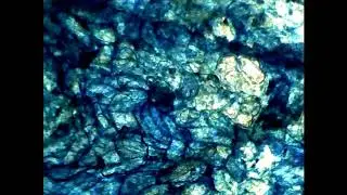 Osservazioni al microscopio #3: buccia d'uva