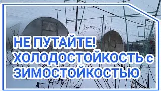 САДОВОД ЗНАЙ! Зимостойкость и морозостойкость — в чем разница?