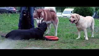 DOGS (china steadycam test) Fujifilm xt20 (16-50 kit)