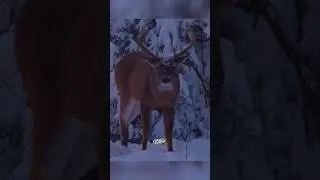 When a Plan Comes Together. (Send To Your Hunting Buddy) 