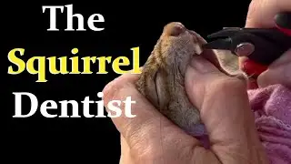 How to Trim a Squirrels Teeth