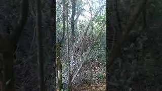 uzes_forest_6_Штурм_об'єкту_DFCIY_59_невдалo.mp4