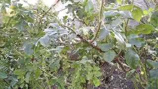 Подготовка роз к укрытию. Часть 1.