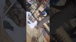 DALAM PERUT BUAYA ADA SISA JASAD MANUSIA SEBAGIAN TANGAN DAN KE DUA BELAH KAKI 