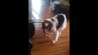 Zoey the doge