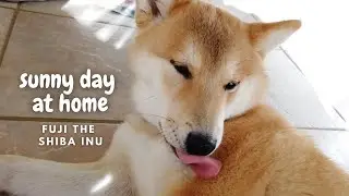 Sunny day at home with Fuji the Shiba Inu! | 今天是晴天！柴犬在家会做什么？