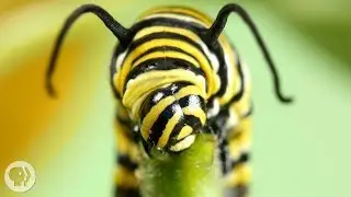 Why Is The Very Hungry Caterpillar So Dang Hungry? | Deep Look