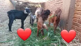 Goat quarrel with sheep.