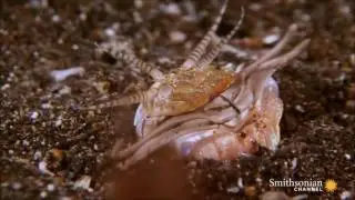 Подводного червя-убийцу показали на видео