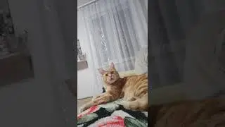 Симба и горох😄❤️