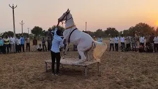 tilu ka nagin dance।ghoda।horse dance।horse 0010