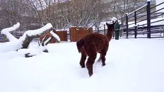 Альпачонок родился в Московском зоопарке