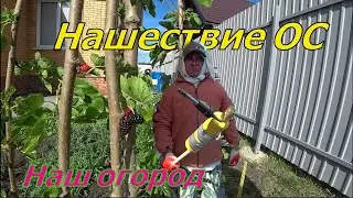 КАК ИЗБАВИТЬСЯ ОТ ОСИНОГО ГНЕЗДА!!! СПОСОБ. И НАШ ОГОРОД.