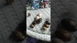 Лягушка играет с нами в настолку. Руническая игра.                     - Карта Сновидений. На Бали.