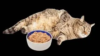 Insatiable Belly ➤ Cat Chechnya BloHer