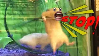 Animals talking like humans - funny and clean