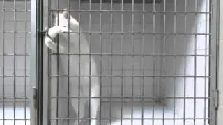 Побег хитрого коте из клетки