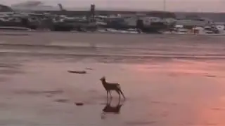 Bounce