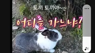 수변공원 거닐다가 우연이 만난 토끼와 행복한시간을 보내다.