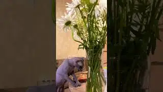 Сфинкс и ромашки🥲 #hairlesscat #shortsvideo #sphynx #cat #cute #funny #сфинкс #kitten
