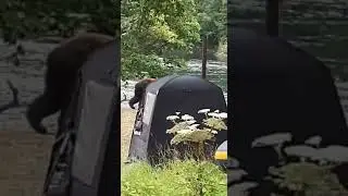 медведь пришел в лагерь