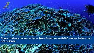 How Deep Is The Mariana Trench   Depth