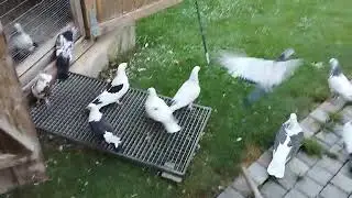 Развязал троим крыло,начинаю приучать