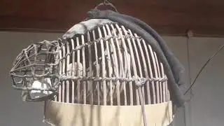 ОВОЗИ КАБК ШИКОРИ__КЕКЛИК КУРОПОТКА
