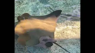 What to see in the Aquarium of the Pacific?