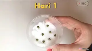 Projek Sains : Pertumbuhan Kacang Hijau 🌱| Tadika | Sekolah