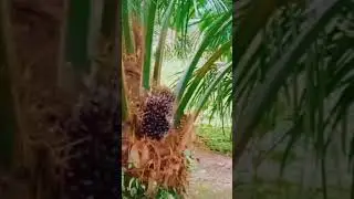 ANDARA