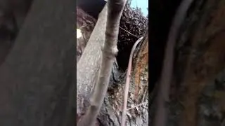 Рой 2018 год