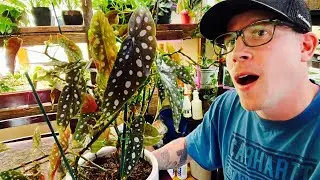 Begonia Maculata Care Guide (Polka Dot Begonia)