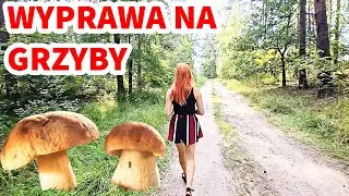 IDZIEMY NA GRZYBY 2024 Czy są już grzyby ? #grzybobranie #grzyby2024