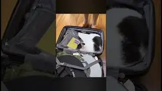 Kaçak kedi