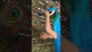 The life of a Peacock