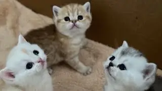 Конечно утро доброе😔Но не совсем🫢Купила парфюм и Паше тоже🤔У меня Мукбанг😋Olga Kirchgessner