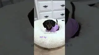 Buttercup’s safety tip 