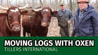 Peaceful Work: How to Move Logs Without Power Tools or Machines
