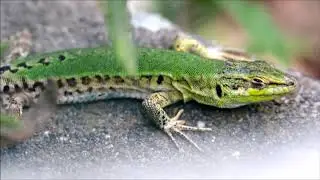 Allochtonous Italian ruin lizards (P. siculus campestris) from Arco (TN, Italy)