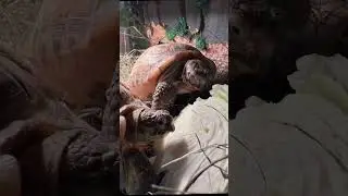 В поисках Дыни 