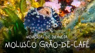 Memórias de infância - Conchinhas do Molusco grão-de-café (Pusula pediculus).