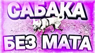 OG BUDA - САБАКА (БЕЗ МАТА)