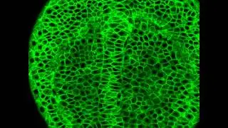 Zebrafish notochord formation - live-cell imaging