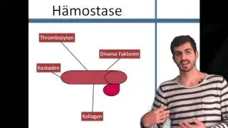 Hämostase Die Grundlagen