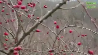 Крым. Сбор шиповника. Crimea. Gathering wild rose
